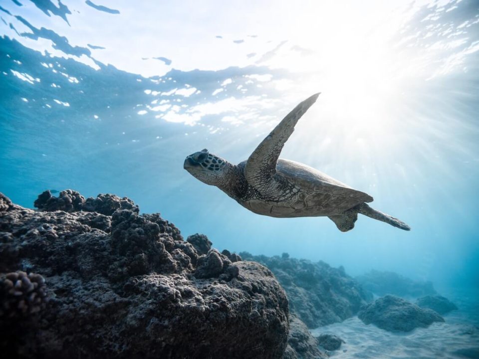 światowe dni morza - żółw pływający w oceanie