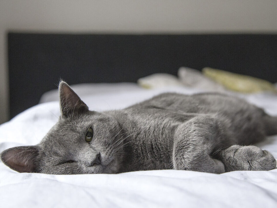 szary kot leżący na łóżku