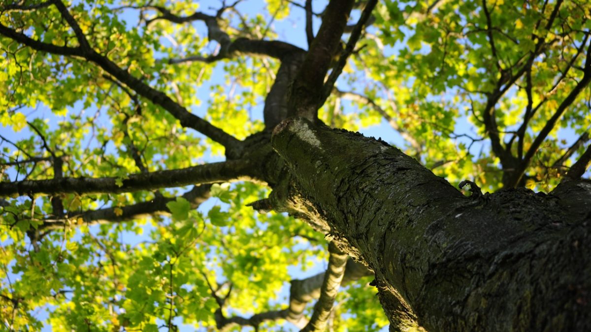 właściwości lecznicze drzew